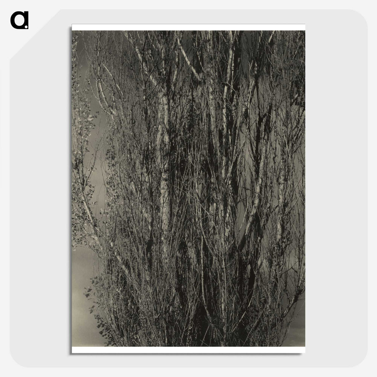 2-47_Alfred-Stieglitz_picture-crop