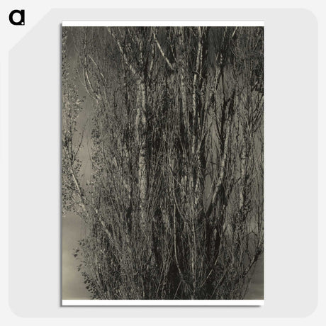 2-47_Alfred-Stieglitz_picture-crop