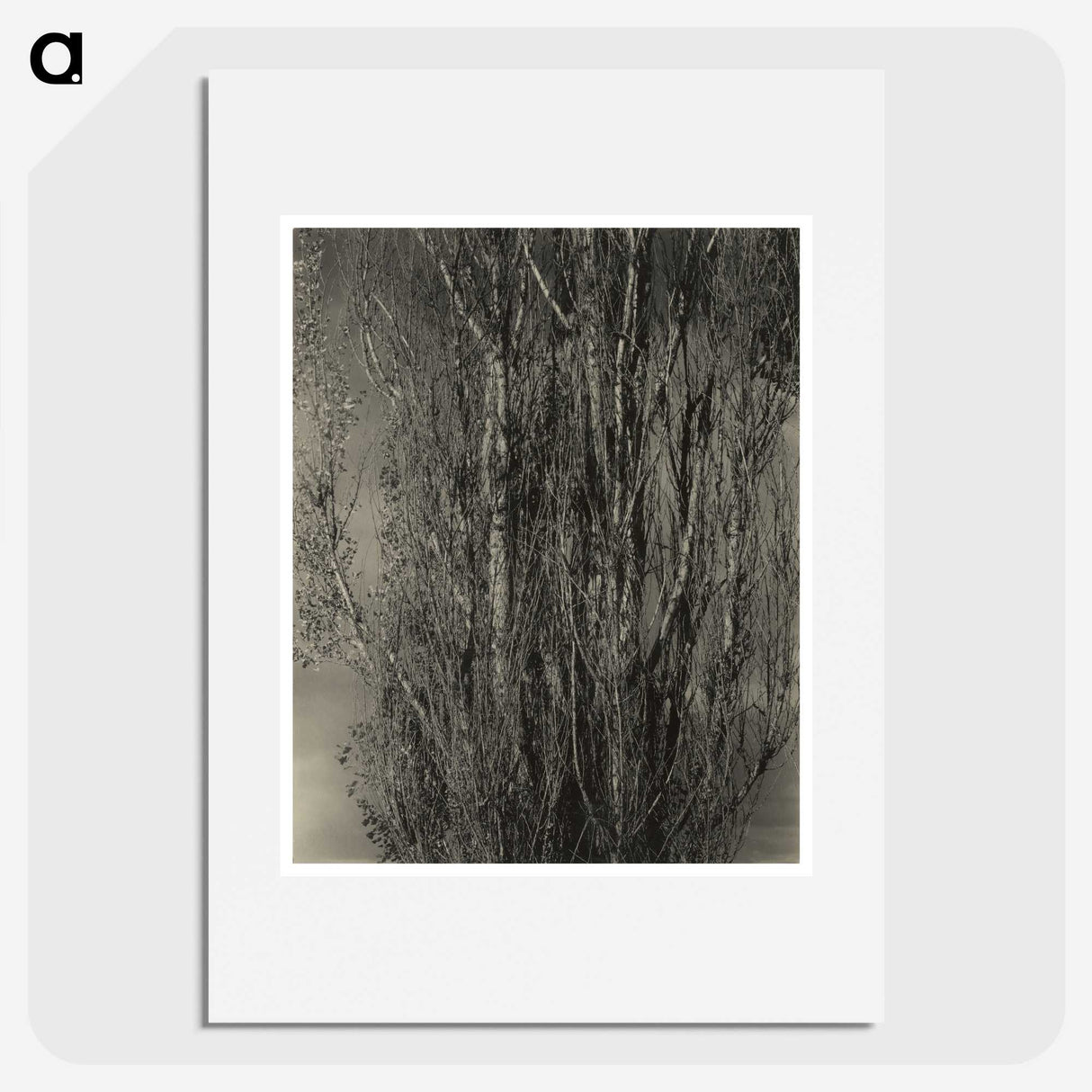 2-47_Alfred-Stieglitz_picture