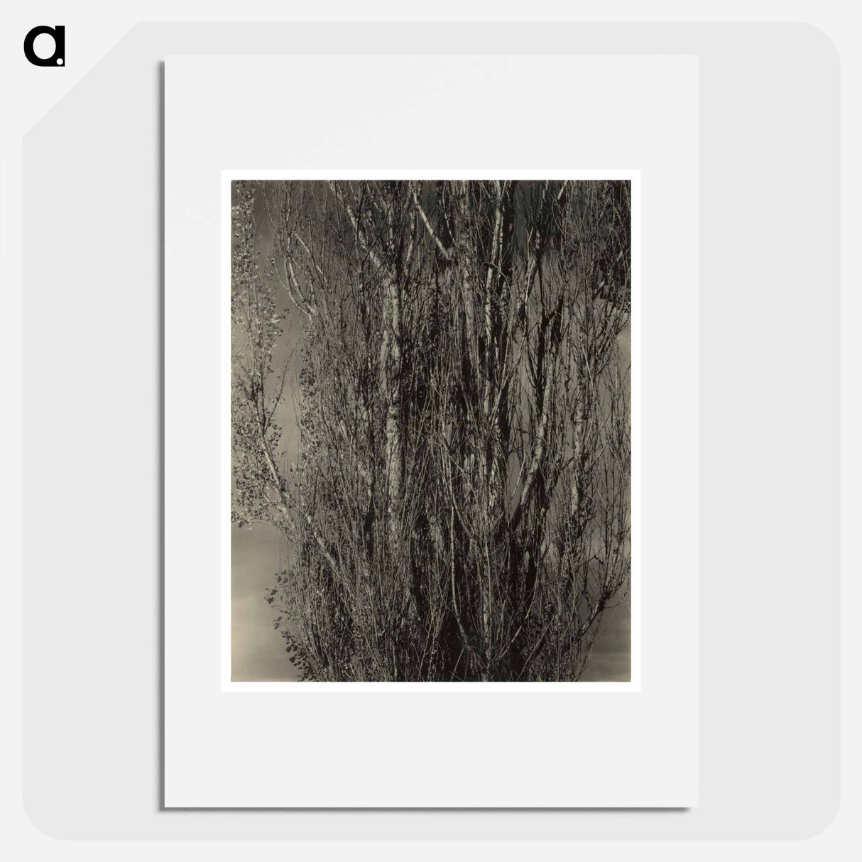 Dying Poplar and Live Branch - Lake George - アルフレッド スティーグリッツ Poster.