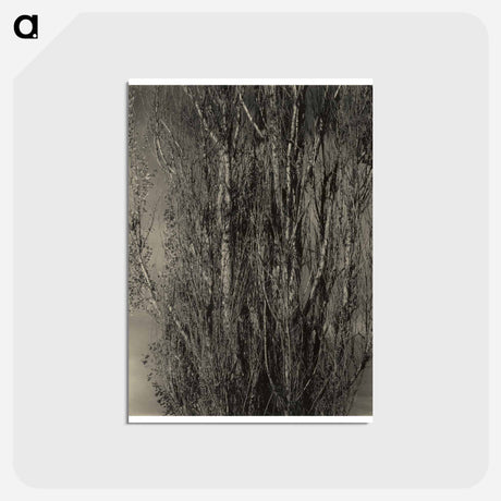 アートポストカード-Dying Poplar and Live Branch - Lake George - アルフレッド スティーグリッツ Postcard.