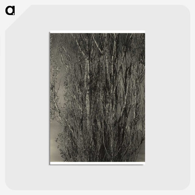 2-47_Alfred-Stieglitz_postcard