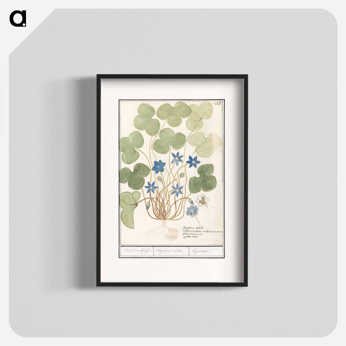 Liver flower, Anemone hepatica - アンセルムス ボエティウス デ ブート Poster.