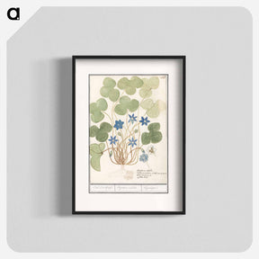 アートポスター-Liver flower, Anemone hepatica - アンセルムス ボエティウス デ ブート Poster.