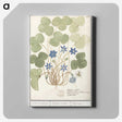 2-47_Anselmus-Boetius-de-Boodt_canvas