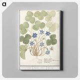 2-47_Anselmus-Boetius-de-Boodt_canvas