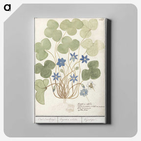 2-47_Anselmus-Boetius-de-Boodt_canvas