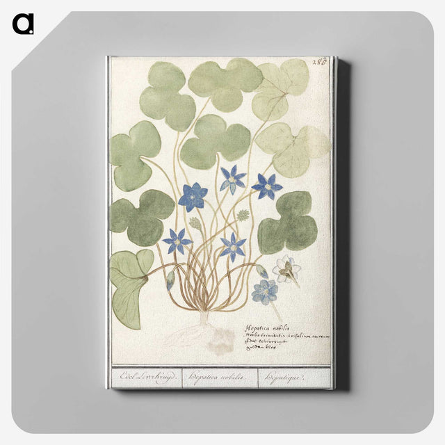 2-47_Anselmus-Boetius-de-Boodt_canvas