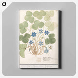Liver flower, Anemone hepatica - アンセルムス ボエティウス デ ブート Canvas.
