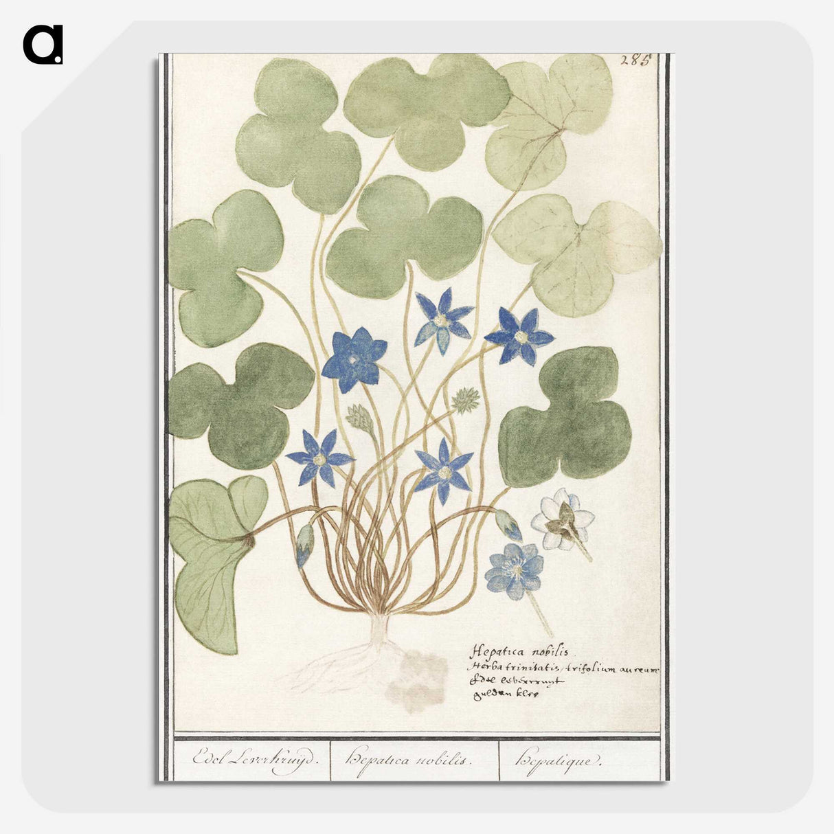 2-47_Anselmus-Boetius-de-Boodt_picture-crop
