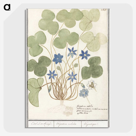 2-47_Anselmus-Boetius-de-Boodt_picture-crop