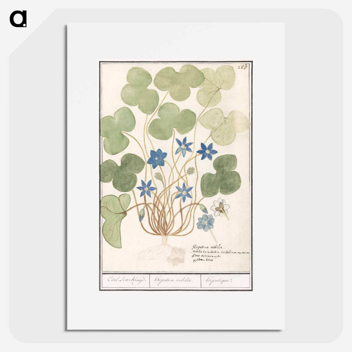Liver flower, Anemone hepatica - アンセルムス ボエティウス デ ブート Poster.