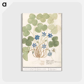 アートポストカード-Liver flower, Anemone hepatica - アンセルムス ボエティウス デ ブート Postcard.