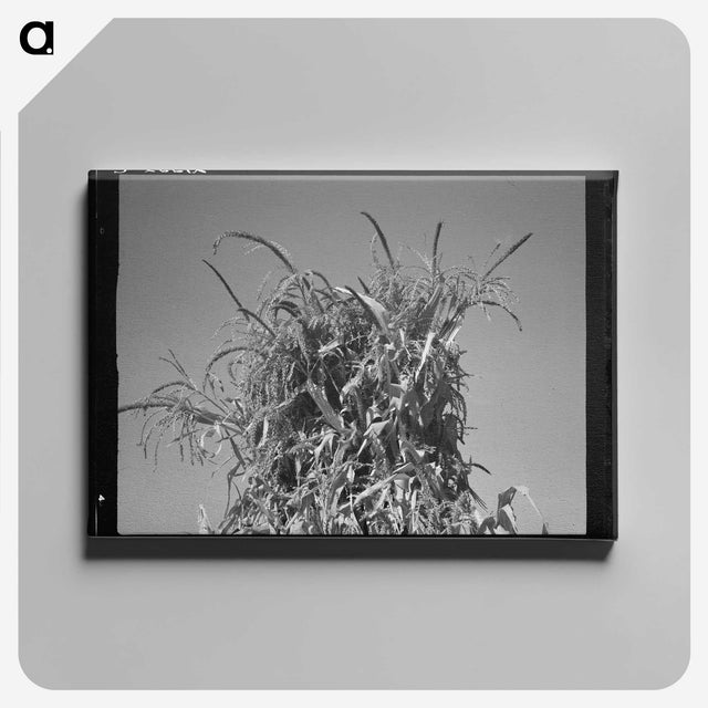 2-47_Dorothea-Lange_canvas