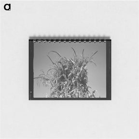 アートメモ帳-Shocked corn in field of FSA borrower - ドロテア ラング Memo.