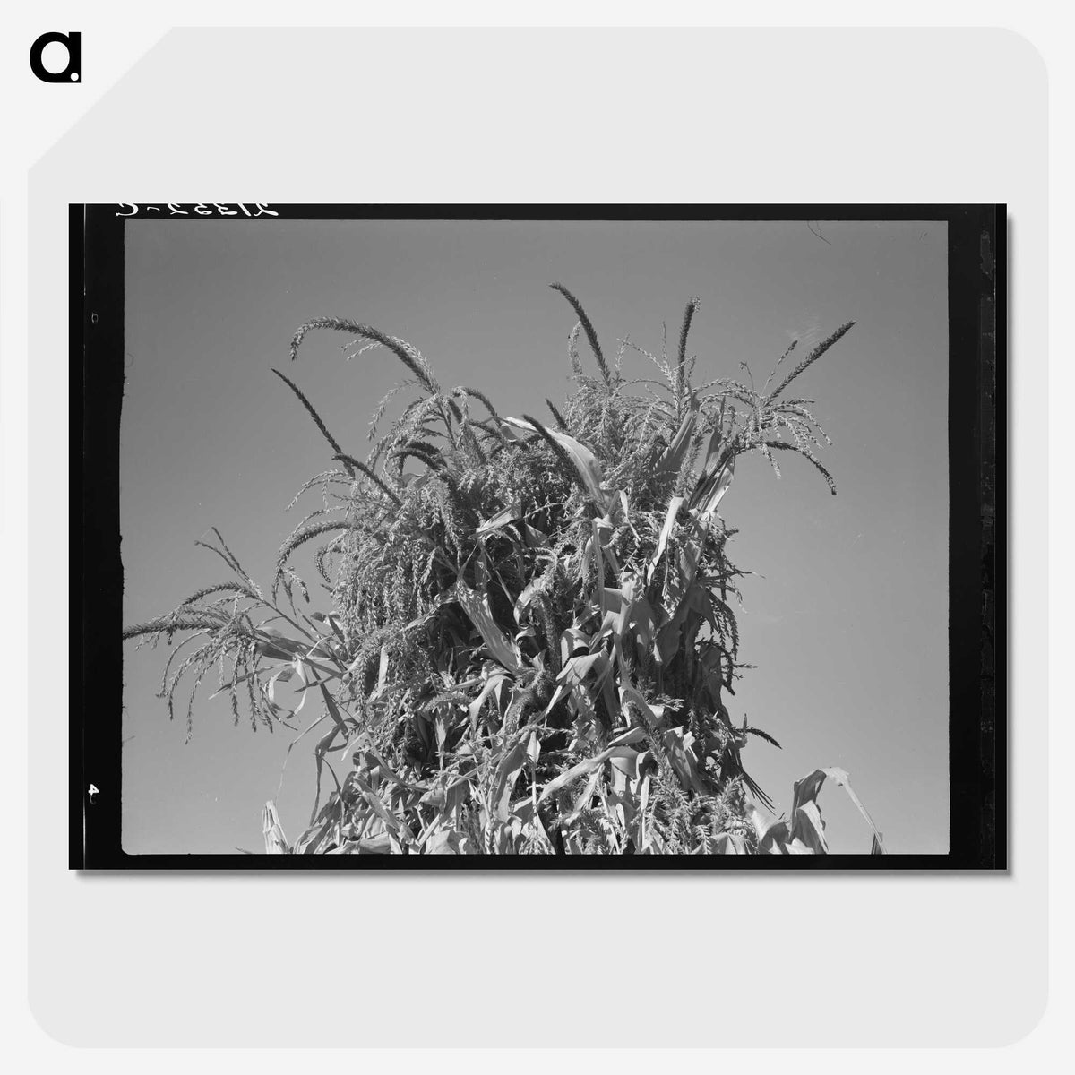 2-47_Dorothea-Lange_picture-crop