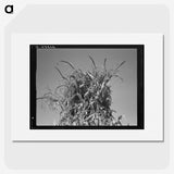 2-47_Dorothea-Lange_picture