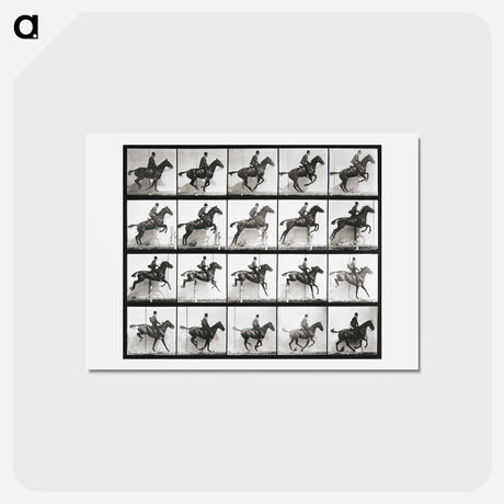 アートポストカード-Animal Locomotion Plate 640
 - エドワード マイブリッジ Postcard.