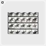 アートポストカード-Animal Locomotion Plate 640
 - エドワード マイブリッジ Postcard.