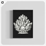 2-47_Ernst-Haeckel_blk-crop