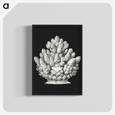 2-47_Ernst-Haeckel_blk-crop