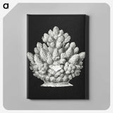 2-47_Ernst-Haeckel_canvas