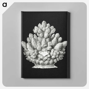 2-47_Ernst-Haeckel_canvas