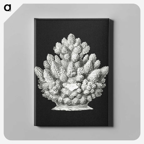 2-47_Ernst-Haeckel_canvas