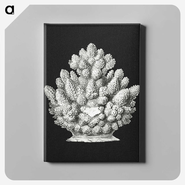 2-47_Ernst-Haeckel_canvas