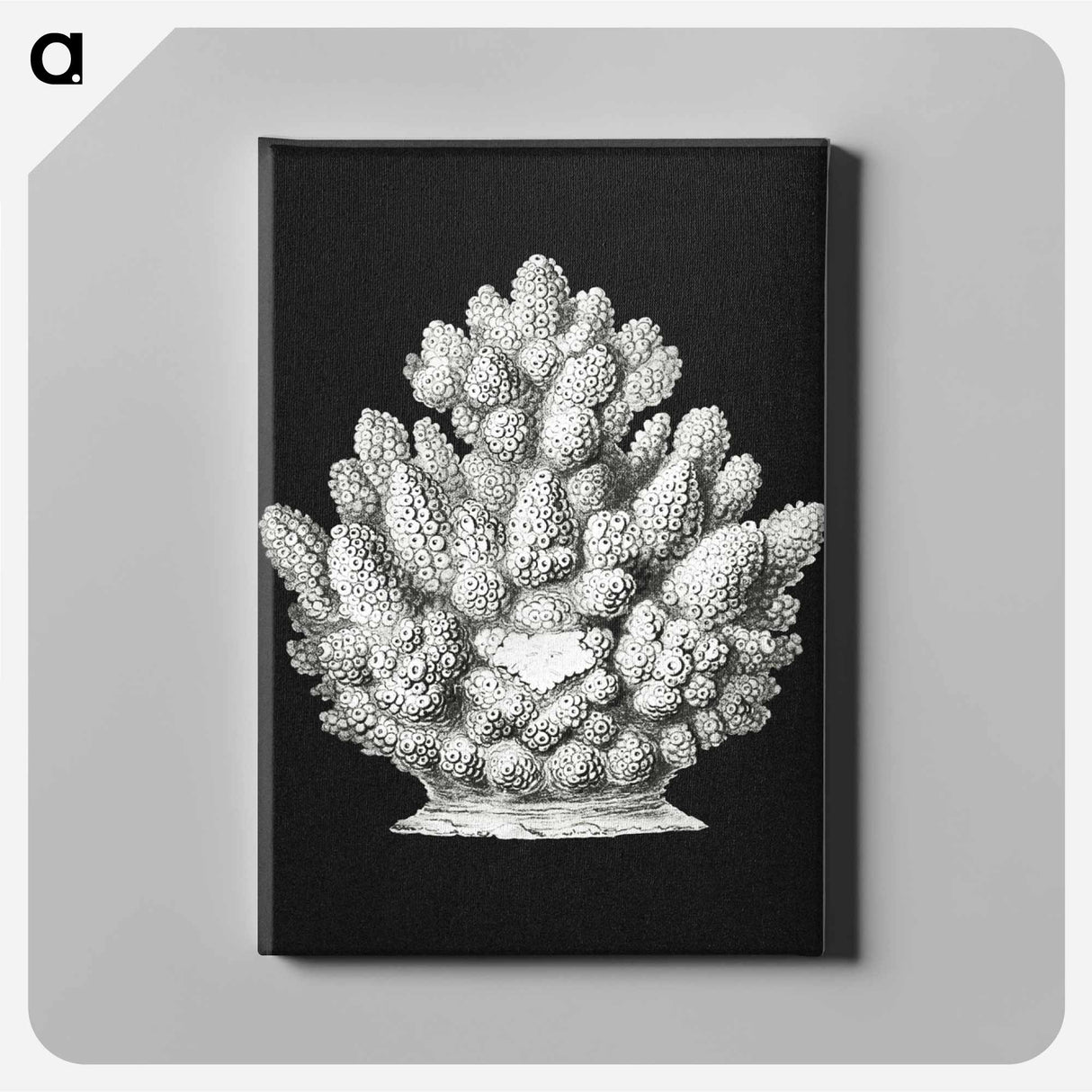 Vintage coral marine life illustration - エルンスト ヘッケル Canvas.