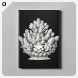 Vintage coral marine life illustration - エルンスト ヘッケル Canvas.