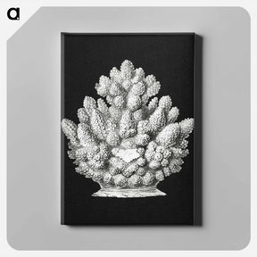 アートパネル-Vintage coral marine life illustration - エルンスト ヘッケル Canvas.