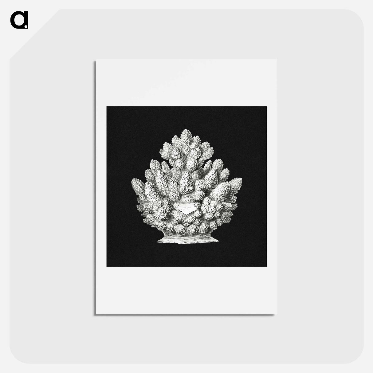 アートポストカード-Vintage coral marine life illustration - エルンスト ヘッケル Postcard.