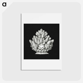 アートポストカード-Vintage coral marine life illustration - エルンスト ヘッケル Postcard.
