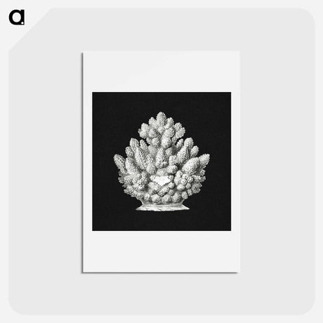 アートポストカード-Vintage coral marine life illustration - エルンスト ヘッケル Postcard.