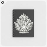 2-47_Ernst-Haeckel_memo