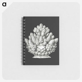 2-47_Ernst-Haeckel_memo
