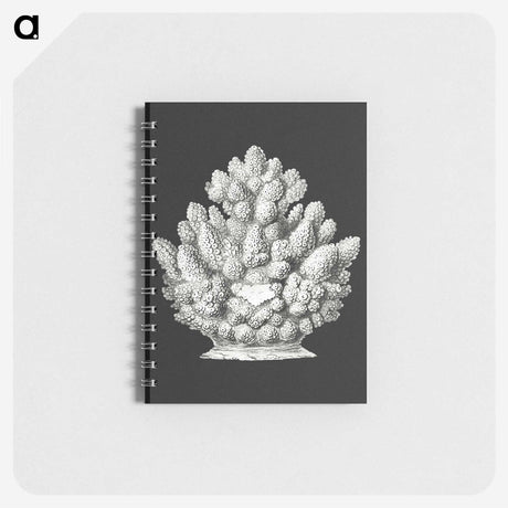 2-47_Ernst-Haeckel_memo