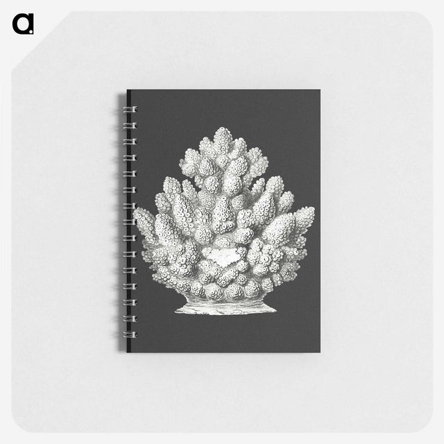 2-47_Ernst-Haeckel_memo