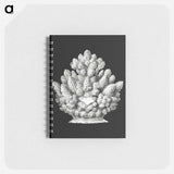 アートメモ帳-Vintage coral marine life illustration - エルンスト ヘッケル Memo.