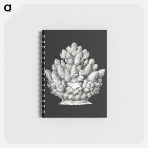 アートメモ帳-Vintage coral marine life illustration - エルンスト ヘッケル Memo.