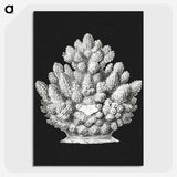 2-47_Ernst-Haeckel_picture-crop