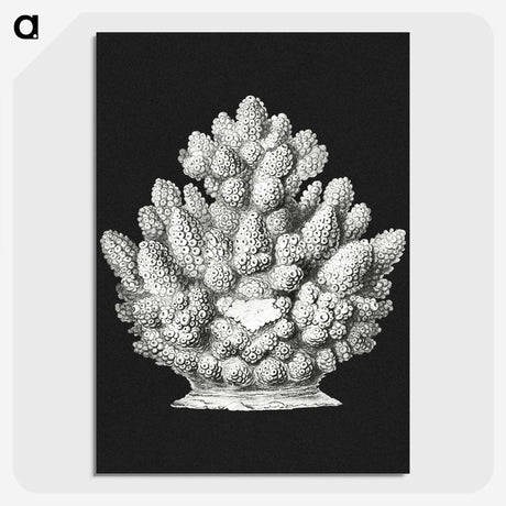 2-47_Ernst-Haeckel_picture-crop