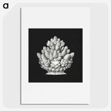 2-47_Ernst-Haeckel_picture
