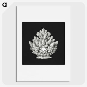2-47_Ernst-Haeckel_picture