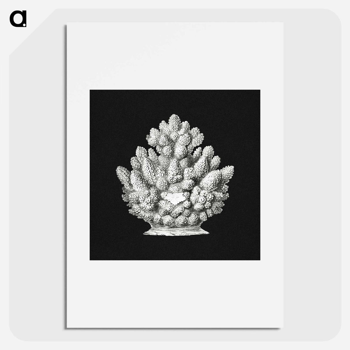 Vintage coral marine life illustration - エルンスト ヘッケル Poster.