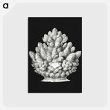 アートポストカード-Vintage coral marine life illustration - エルンスト ヘッケル Postcard.