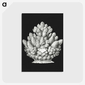 2-47_Ernst-Haeckel_postcard