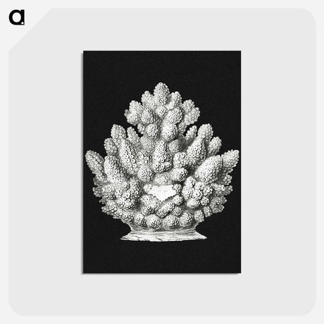 アートポストカード-Vintage coral marine life illustration - エルンスト ヘッケル Postcard.