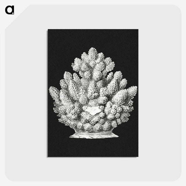 2-47_Ernst-Haeckel_postcard